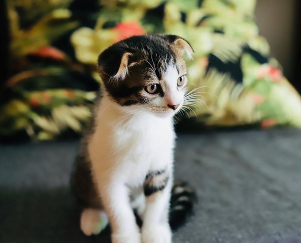 Actualités des chiens : adoptez un ami à quatre pattes aujourd'hui !