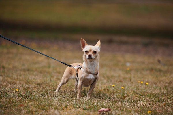 Quels sont les signes de la maladie de Cushing chez un chien de race Teckel?