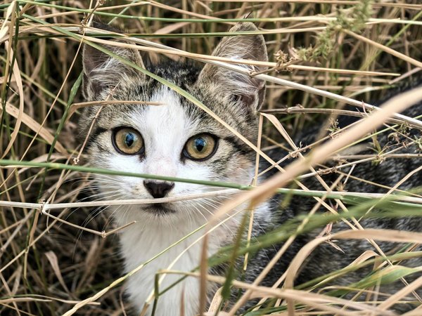 Comment préparer un chien de race Bouledogue Anglais à une visite chez le vétérinaire?