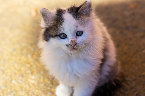 Choisir des croquettes pour chat : la nutrition adaptée aux maine coons