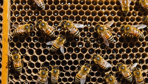 Acheter un essaim d'abeilles : tout pour réussir votre achat